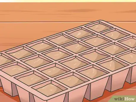 Image titled Grow Asters Step 2