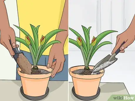 Image titled Store Amaryllis Bulbs Step 7