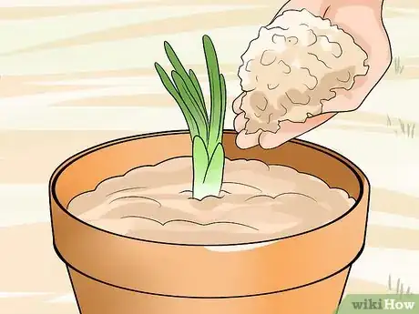 Image titled Plant Allium Bulbs Step 19