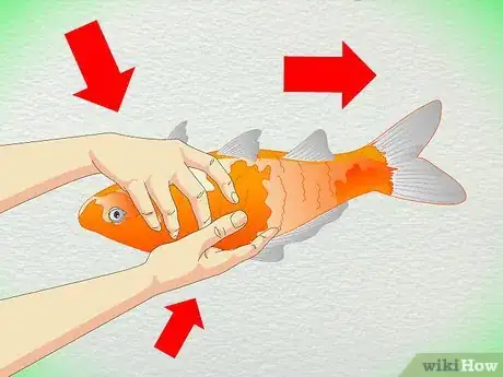 Image titled Draw Blood from an Adult Fish Step 4
