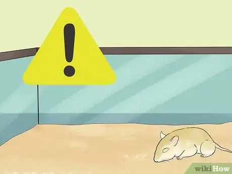 Image titled Care for a Shaw's Jird Step 15