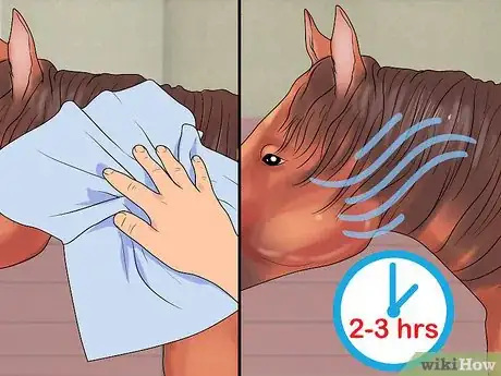 Image titled Groom a Miniature Horse for Show Step 9