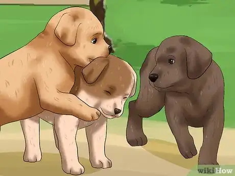 Image titled Get Your Puppy to Stop Biting Step 11