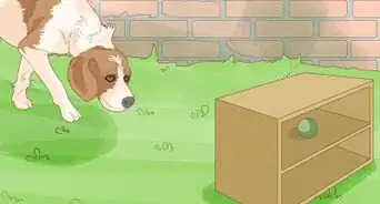 Identify an American English Coonhound