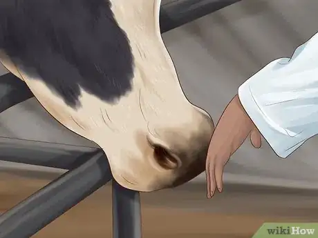 Image titled Give Cattle Hormones Step 20