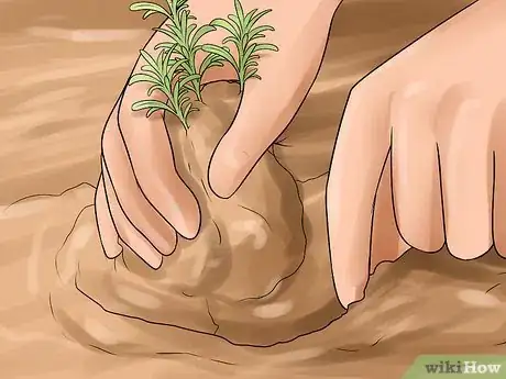 Image titled Divide a Lavender Plant Step 26