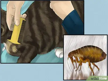 Image titled Diagnose and Treat Flea Allergies in Cats Step 5