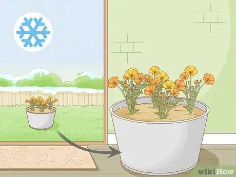 Image titled Grow California Poppies Step 10