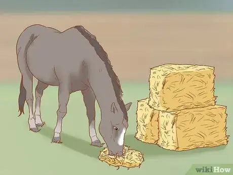Image titled Prevent Laminitis in Horses Step 1
