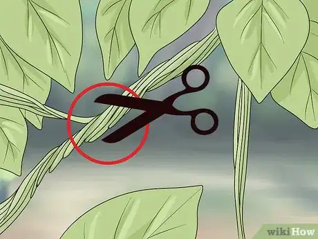 Image titled Prune Vines Step 6