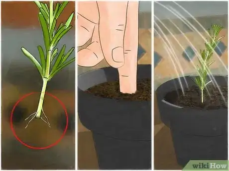 Image titled Grow an Indoor Herb Garden Step 21