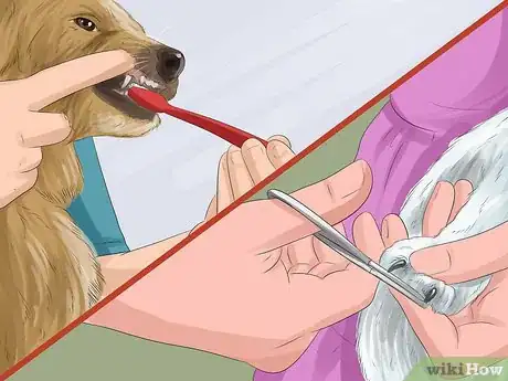 Image titled Have a Successful Visit to the Vet Step 2