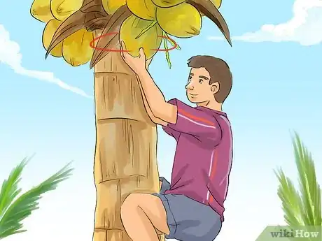 Image titled Harvest a Coconut Step 11