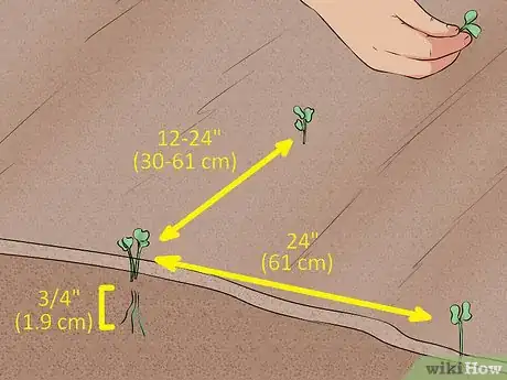Image titled Plant Cabbage Step 9