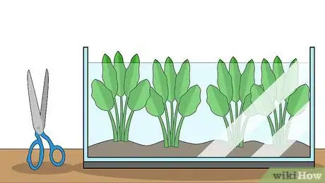 Image titled Plant an Amazon Sword Plant Step 7