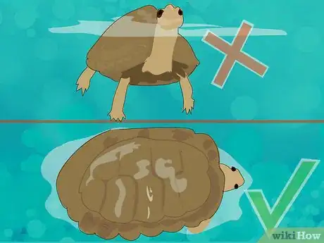Image titled Wake a Tortoise from Hibernation Step 5