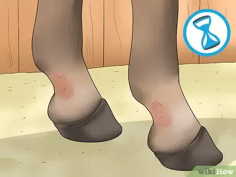 Image titled Treat Grease Heel in Horses Step 13