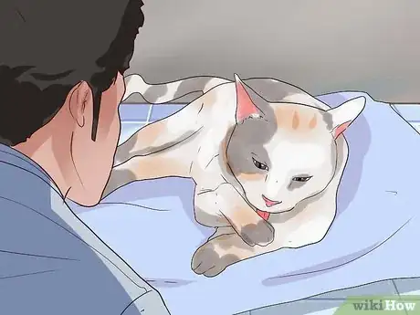 Image titled Prevent Cat Hairballs Step 9