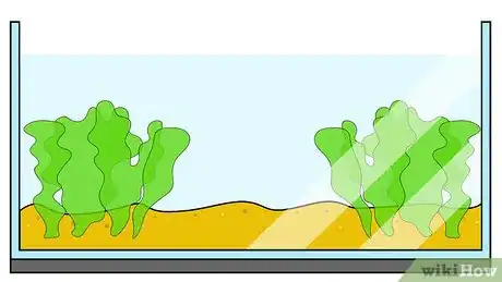 Image titled Grow Ulva Algae Step 1