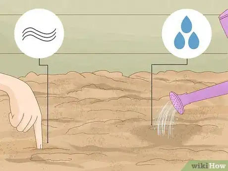 Image titled Grow Oriental Poppies Step 5