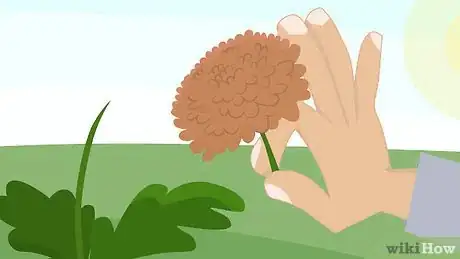 Image titled Plant Mums Step 18