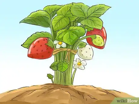 Image titled Make a Small Vegetable Garden Step 13