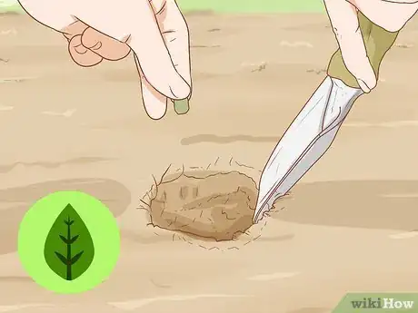 Image titled Plant a Mesquite Tree Step 1