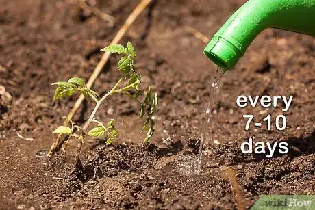 Image titled Grow a Tomato Plant Step 11