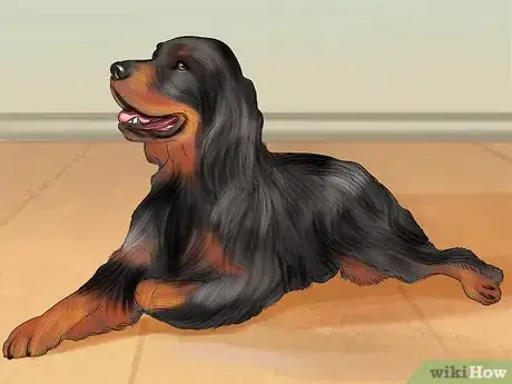 Image titled Identify a Gordon Setter Step 4