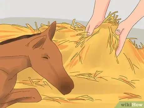 Image titled Care for a Foal Step 4