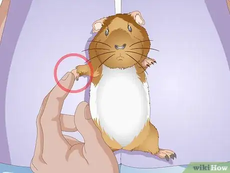 Image titled Spot Foot Sores on Guinea Pigs Step 6
