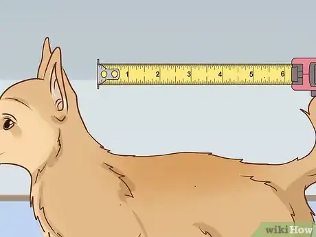 Image titled Make a Rat Terrier Warmer Step 7