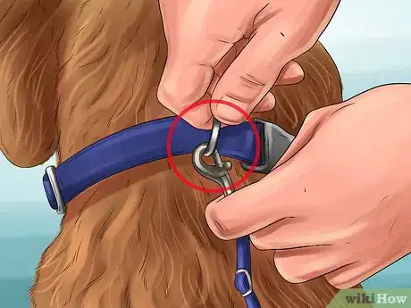 Image titled Know if a Head Halter Is Right for Your Dog Step 9