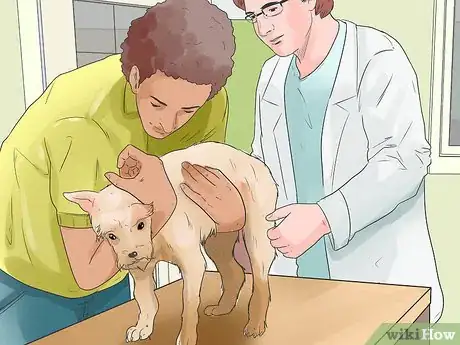 Image titled Treat Portosystemic Shunts in Yorkshire Terriers Step 12