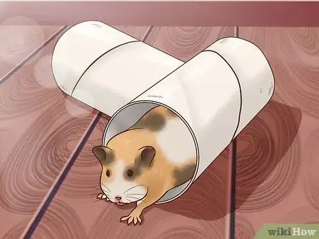 Image titled Build Hamster Toys out of Household Items Step 1