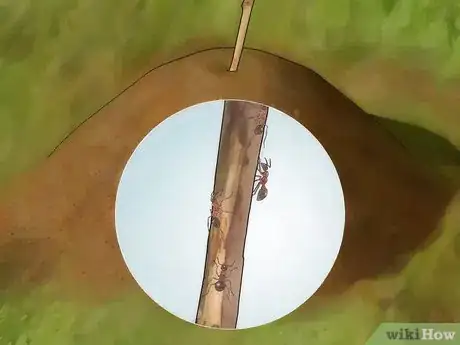 Image titled Eat an Insect or Arachnid Step 4