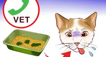 Choose a Kitty Litter