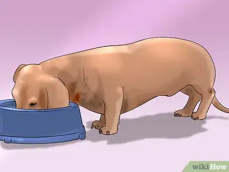 Image titled Know How to Make a Perfect Healthy and Safe Homemade Meal Plan for Your Dog Step 3