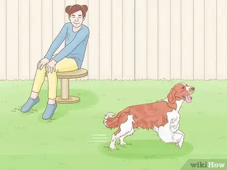 Image titled Identify an English Springer Spaniel Step 12