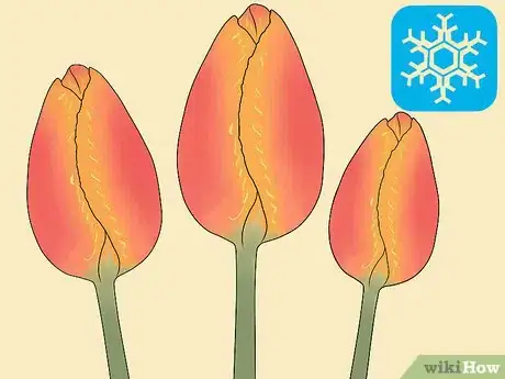 Image titled Plant Bulbs in Grass Step 6