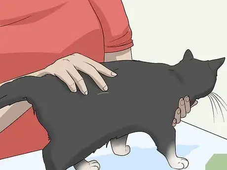 Image titled Soothe Your Cat With a Massage Step 7