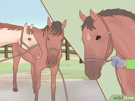 Image titled Handle and Control a Stallion Step 10
