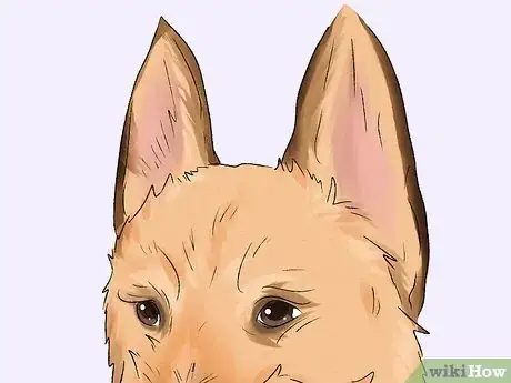 Image titled Identify a Belgian Laekenois Dog Step 3