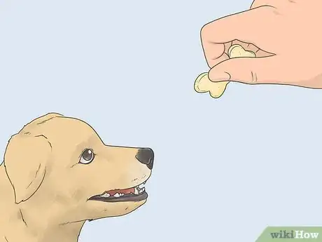 Image titled Teach a Dog to Bow Step 1