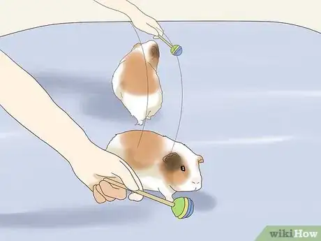 Image titled Teach a Guinea Pig to Do Tricks Step 18