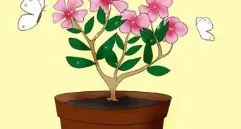 Care for Madagascar Periwinkle