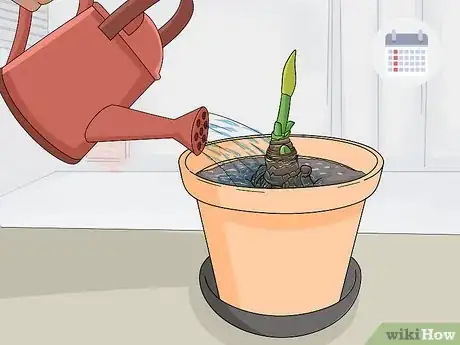 Image titled Store Amaryllis Bulbs Step 9