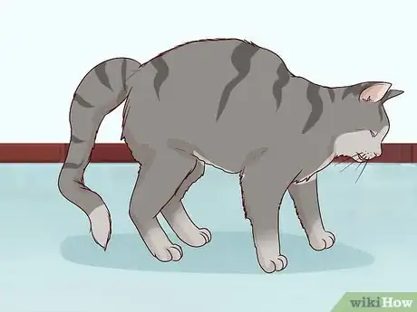 Image titled Diagnose and Treat Pyothorax in Cats Step 4