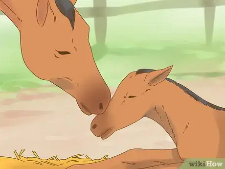 Image titled Care for a Foal Step 6