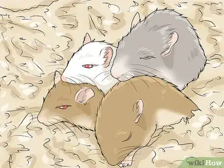 Image titled Choose a Gerbil Breed Step 11